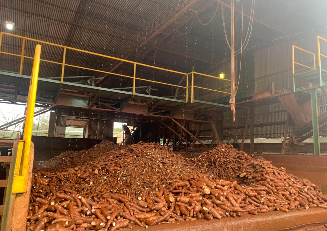 Puerto Rico impulsa la produccin de mandioca 02